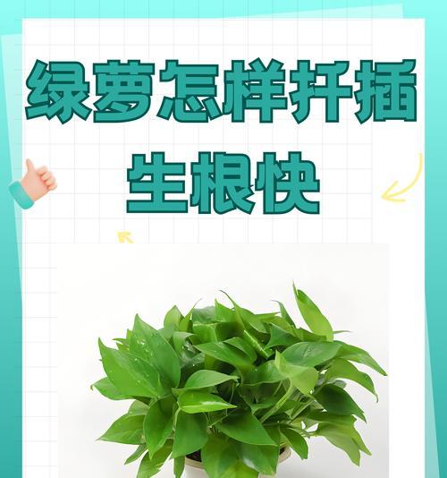 土培绿萝烂根了怎么办？如何预防和处理？