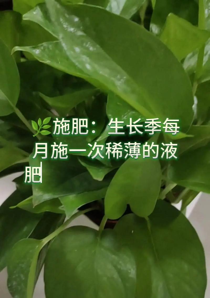 土培绿萝烂根了怎么办？如何预防和处理？