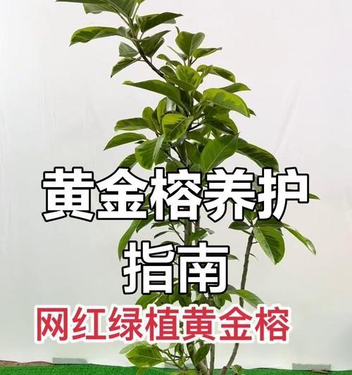 富贵树修剪的最佳时机是什么时候？怎样修剪才能促进其健康生长？