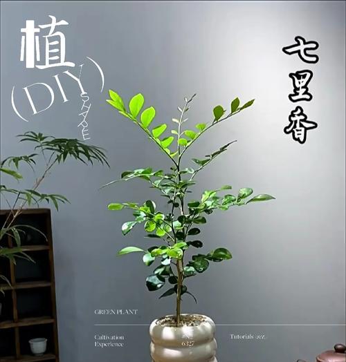 九里香的繁殖方法有哪些？九里香如何繁殖更有效？