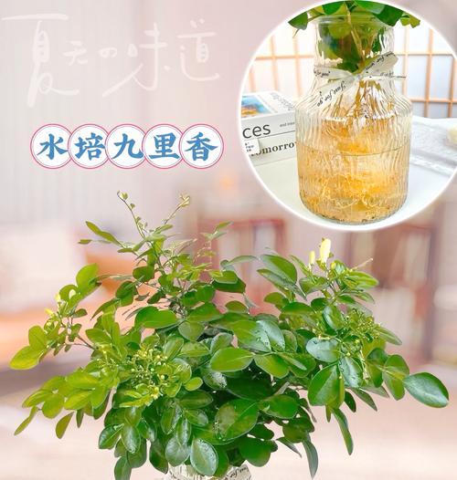 九里香的繁殖方法有哪些？九里香如何繁殖更有效？