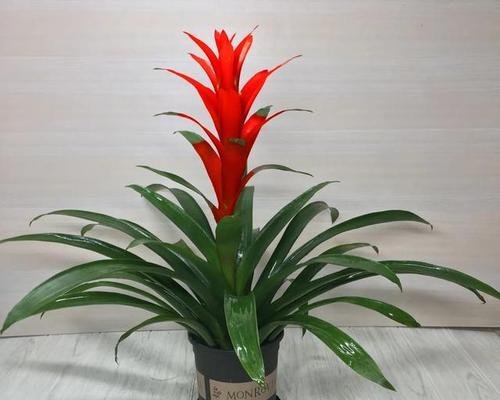 鸿运当头的寓意是什么？它有哪些观赏价值？