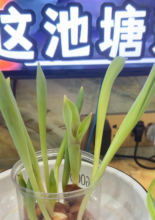 郁金香的繁殖方法是什么？怎样才能成功繁殖郁金香？