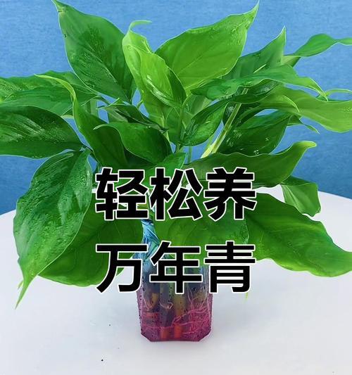 万年青繁殖方法有哪些？如何确保繁殖成功？
