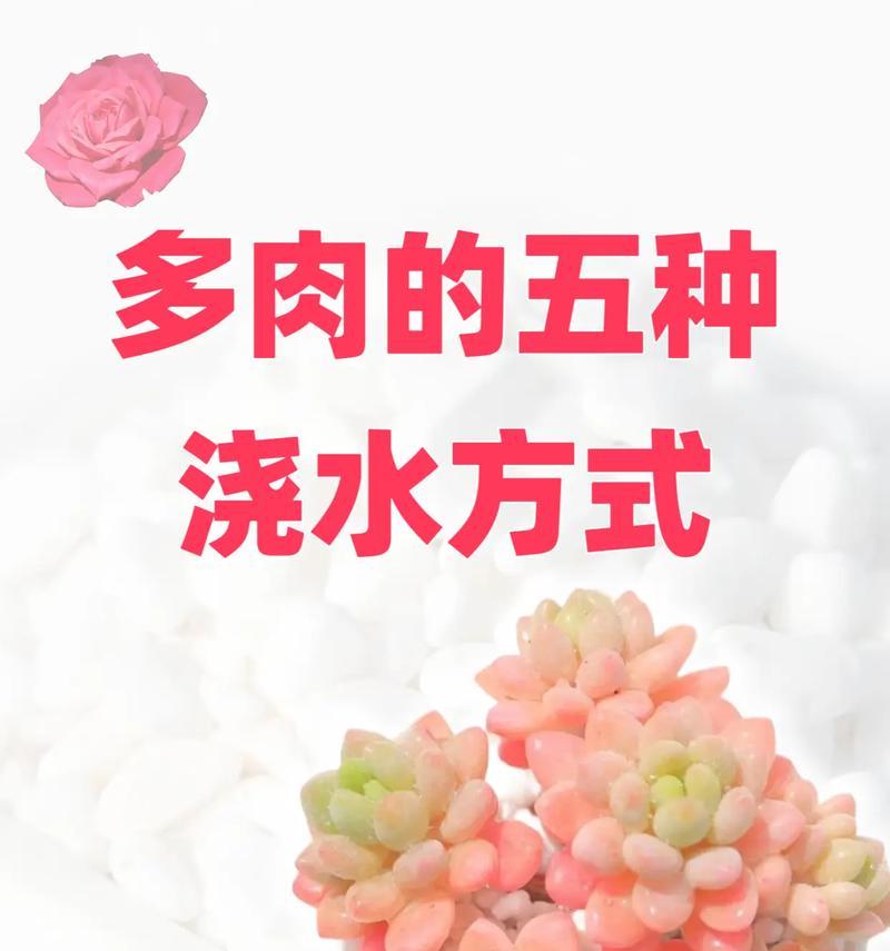 多肉化水的急救措施是什么？如何预防多肉化水？