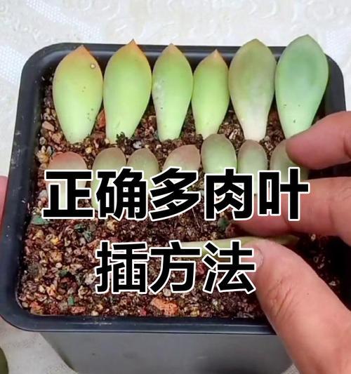多肉化水的急救措施是什么？如何预防多肉化水？