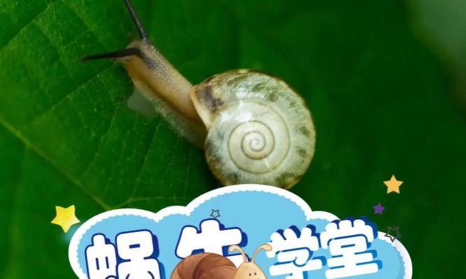 多肉植物上的蜗牛如何去除？有哪些有效的方法？
