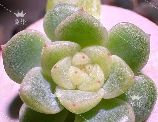 多肉植物上的蜗牛如何去除？有哪些有效的方法？