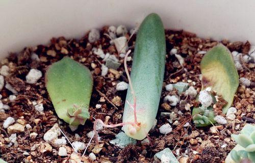多肉植物上的蜗牛如何去除？有哪些有效的方法？