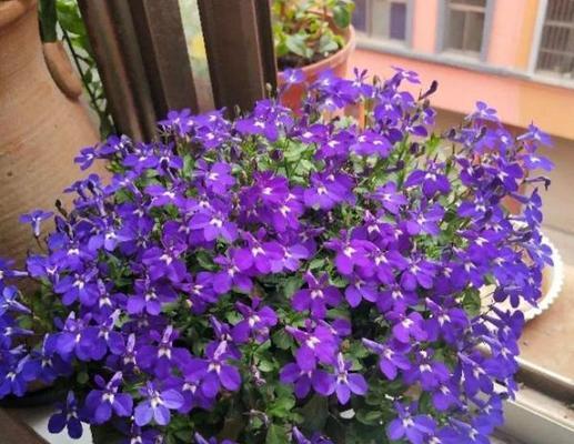 最小的花是什么？