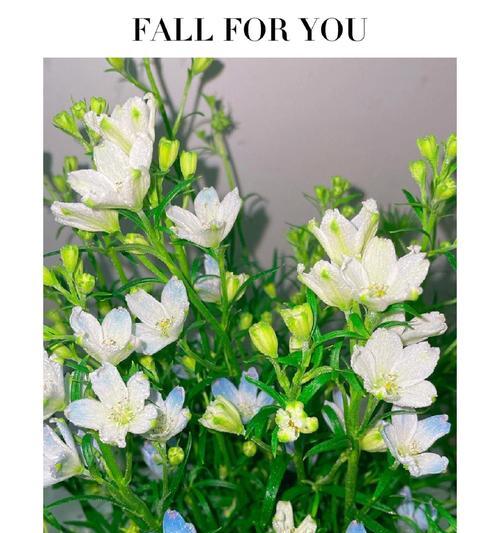 最小的花是什么？