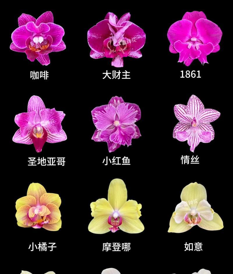 蝴蝶兰施肥方法是什么？如何选择合适的肥料？