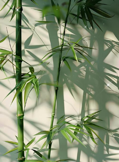 栽种竹子的最佳季节是什么时候？如何选择合适的竹子品种？