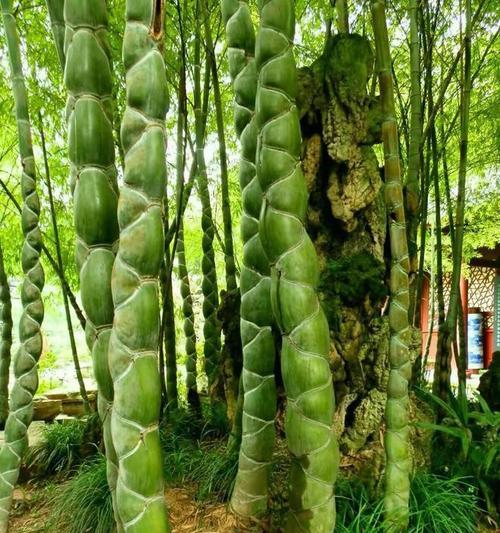 栽种竹子的最佳季节是什么时候？如何选择合适的竹子品种？