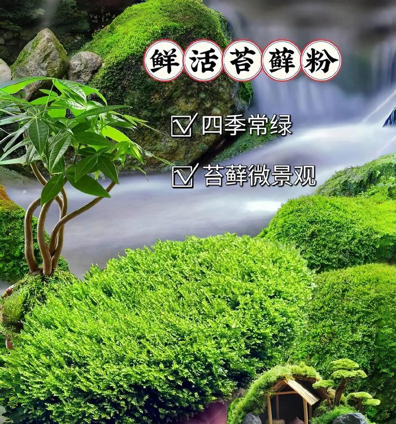 苔藓植物属于什么植物？它们的生长环境有何特点？