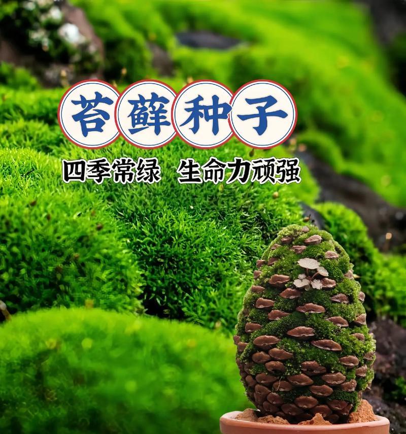 苔藓植物属于什么植物？它们的生长环境有何特点？
