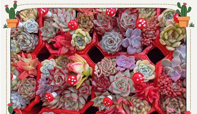 北方多肉植物冬季如何养护？