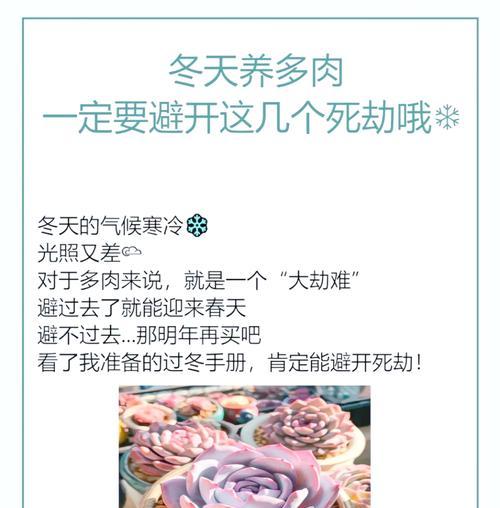 北方多肉植物冬季如何养护？