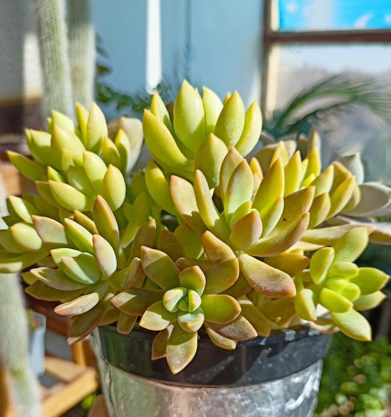 北方多肉植物冬季如何养护？