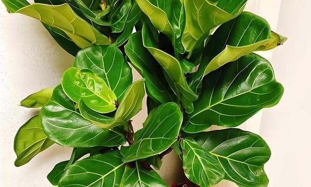 常见的带叶子绿色植物有哪些？它们的养护要点是什么？