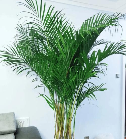 常见的带叶子绿色植物有哪些？它们的养护要点是什么？
