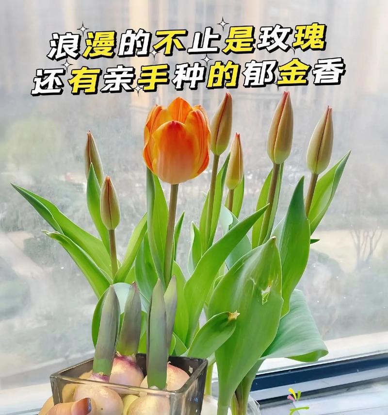 郁金香的种植和养护技巧是什么？