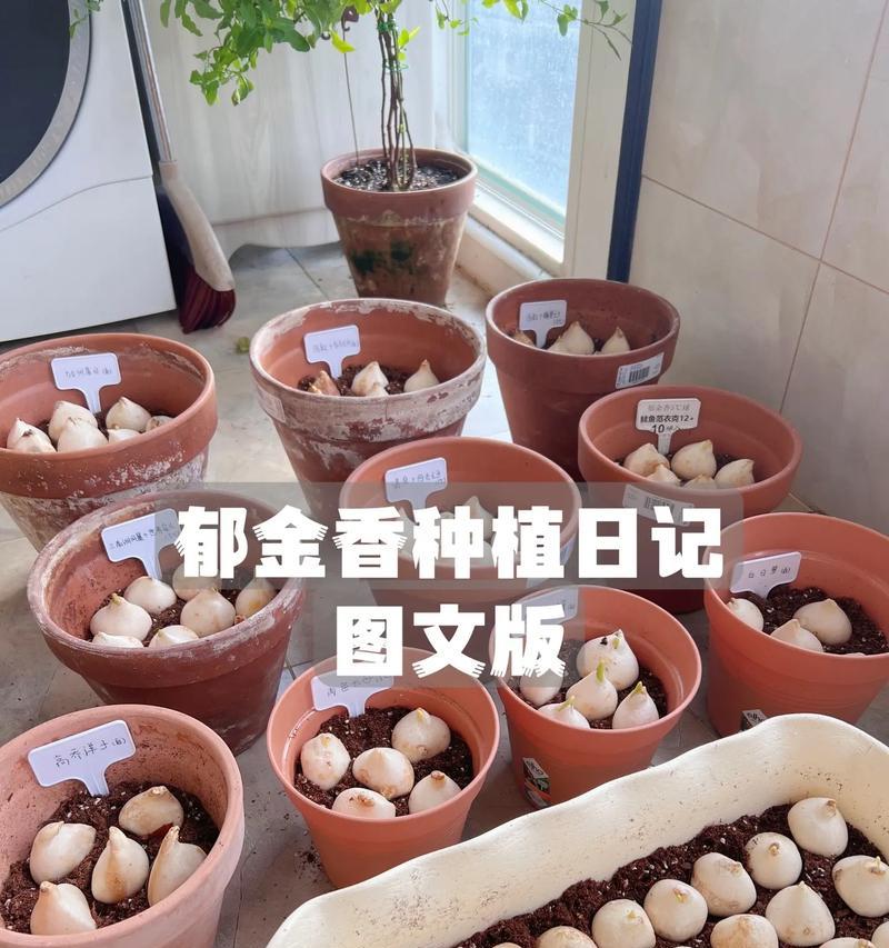 郁金香的种植和养护技巧是什么？