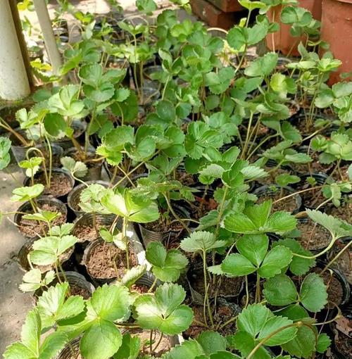 勿忘草的种植步骤是什么？怎样保证其顺利发芽？