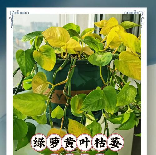 绿萝叶子发黄怎么解决？如何预防叶子变黄？