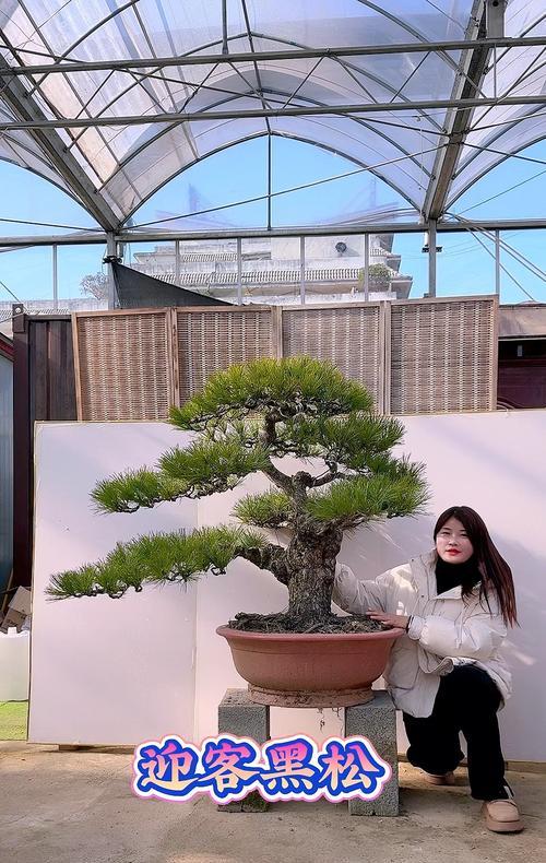 如何制作手工花瓣迎客松盆景？