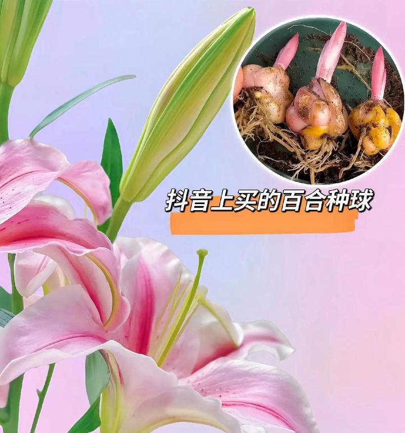 百合种植方法是什么？怎样才能养出健康百合？