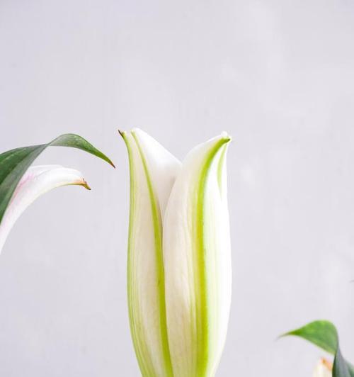 百合种植方法是什么？怎样才能养出健康百合？