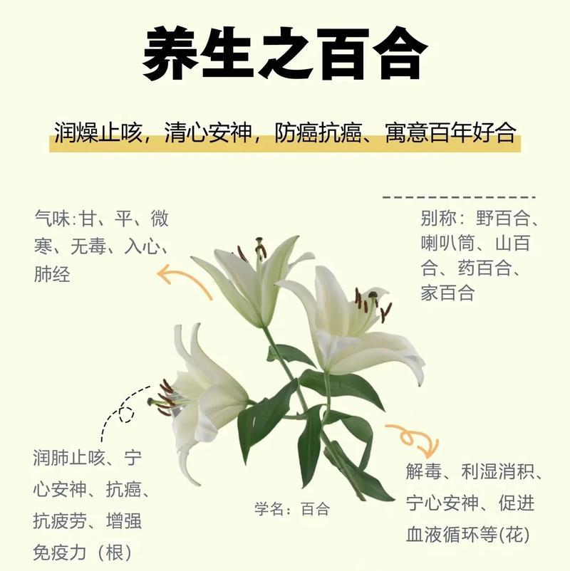 百合种植方法是什么？怎样才能养出健康百合？