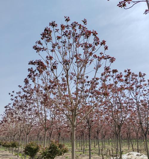 秋季种植哪些树种最合适？如何进行养护管理？