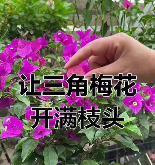 三角梅不开花的原因及解决方法是什么？