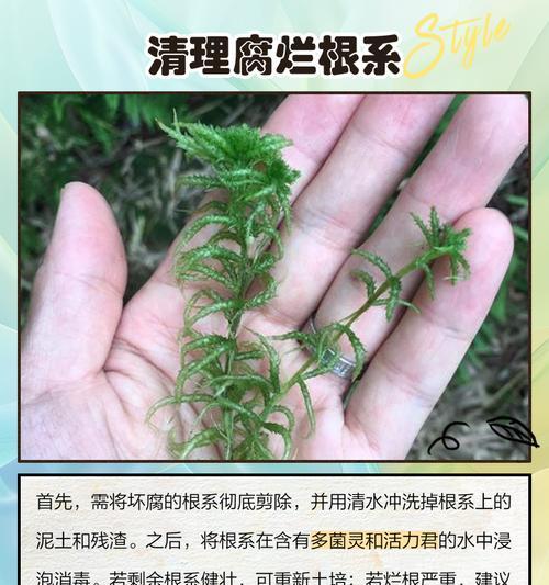 水培花叶子发黄是什么原因？如何解决？
