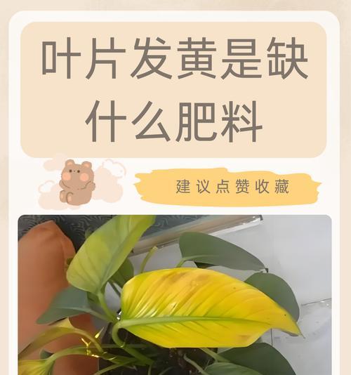 水培花叶子发黄是什么原因？如何解决？