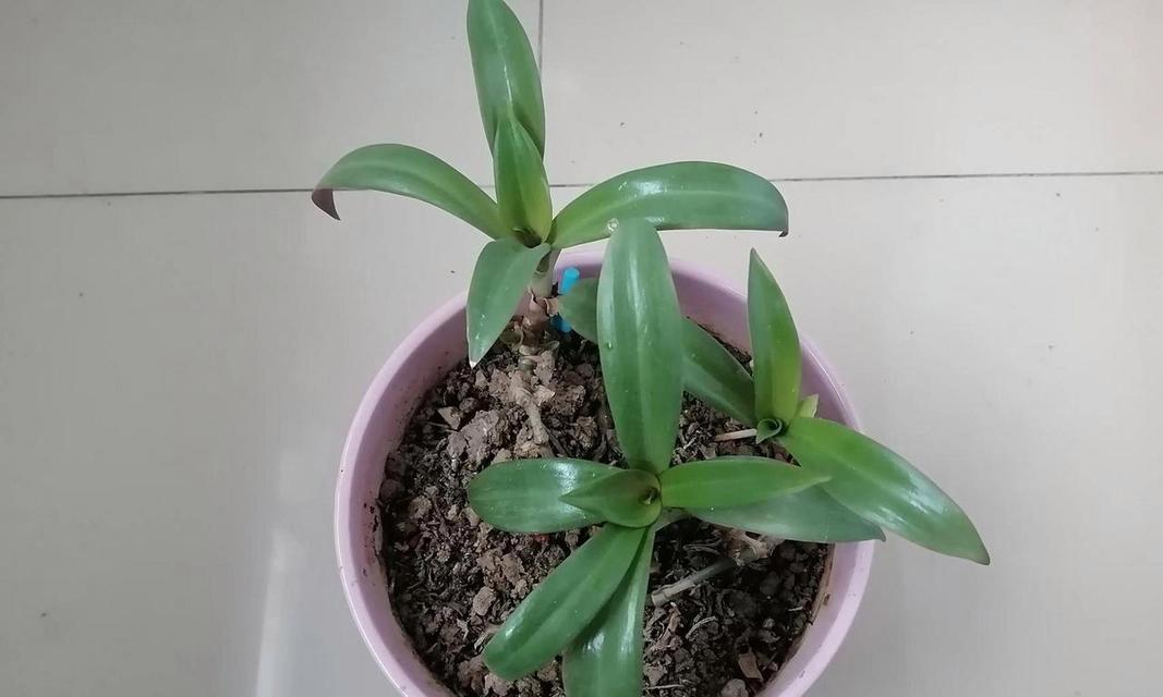 紫背万年青的繁殖方法有哪些？如何提高繁殖成功率？