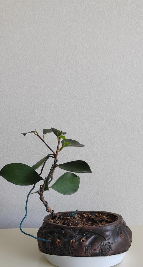 榕树根块膨胀的秘诀是什么？如何加速其生长？