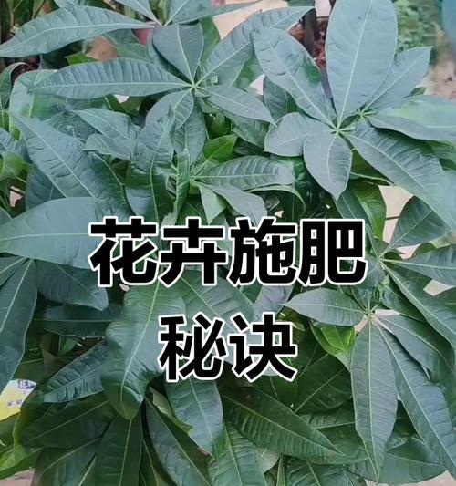 发财树施肥的正确方法是什么？