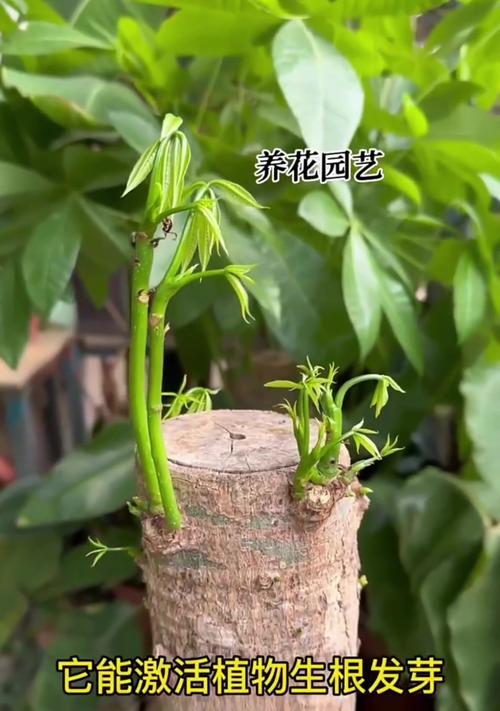 发财树施肥的正确方法是什么？