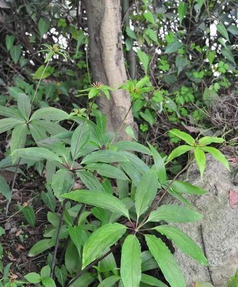 万重山的繁殖方法有哪些？