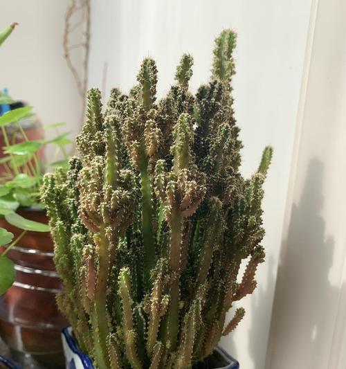 万重山的繁殖方法有哪些？