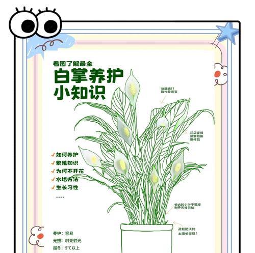 白掌叶尖干枯怎么处理？白掌叶尖干枯的原因和解决方法是什么？