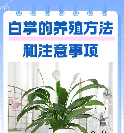 白掌叶尖干枯怎么处理？白掌叶尖干枯的原因和解决方法是什么？