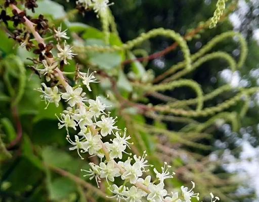 藤三七的开花时间是什么时候？如何促进开花？