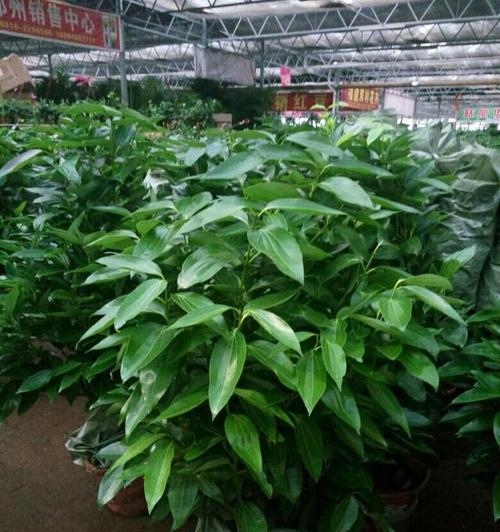 平安树落叶问题的解决方法是什么？