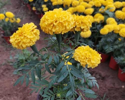万寿菊的特征是什么？如何区分万寿菊和其他植物？