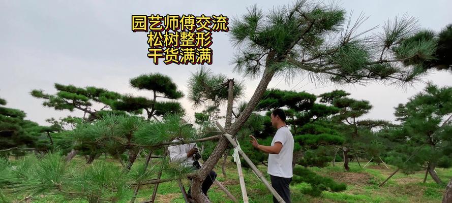 黑松的浇水频率和量是多少？如何避免浇水不当？