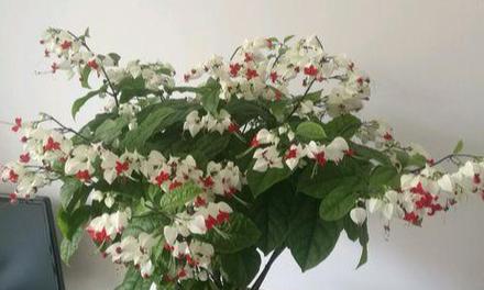 龙吐珠怎么修剪？修剪的最佳时机和方法是什么？